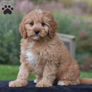 Jasper, Cavapoo Puppy